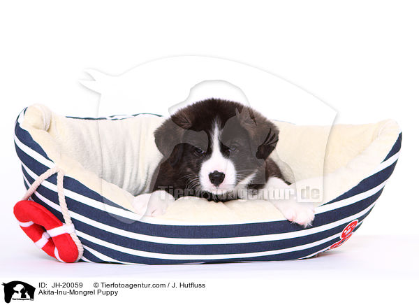 Akita-Inu-Mix Welpe / Akita-Inu-Mongrel Puppy / JH-20059