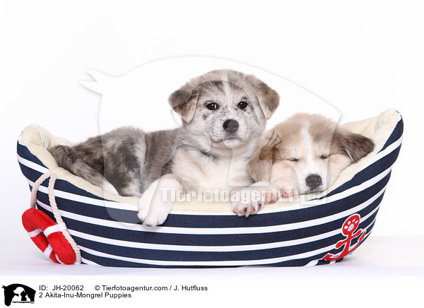 2 Akita-Inu-Mix Welpen / 2 Akita-Inu-Mongrel Puppies / JH-20062