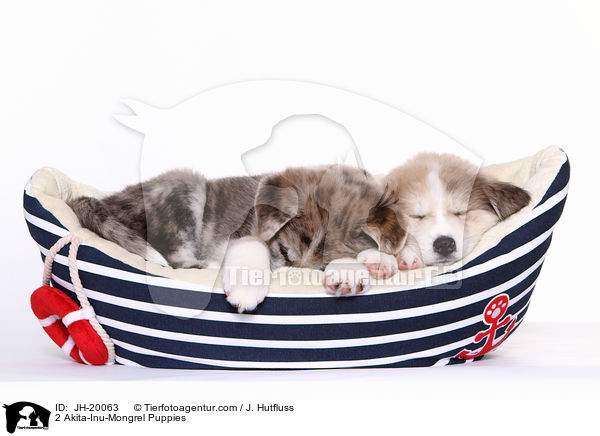 2 Akita-Inu-Mix Welpen / 2 Akita-Inu-Mongrel Puppies / JH-20063