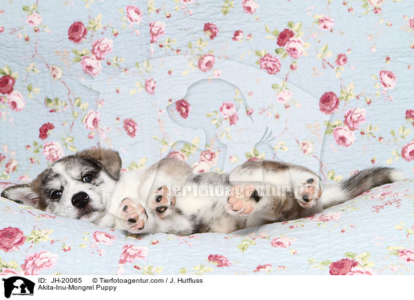 Akita-Inu-Mix Welpe / Akita-Inu-Mongrel Puppy / JH-20065