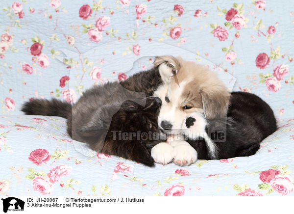 3 Akita-Inu-Mix Welpen / 3 Akita-Inu-Mongrel Puppies / JH-20067