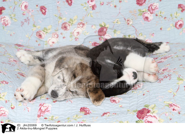 2 Akita-Inu-Mix Welpen / 2 Akita-Inu-Mongrel Puppies / JH-20069