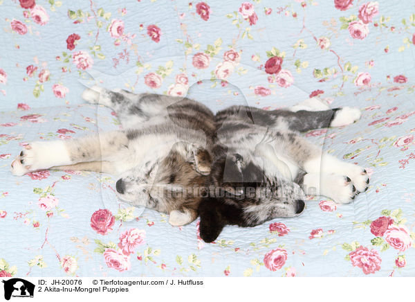 2 Akita-Inu-Mix Welpen / 2 Akita-Inu-Mongrel Puppies / JH-20076