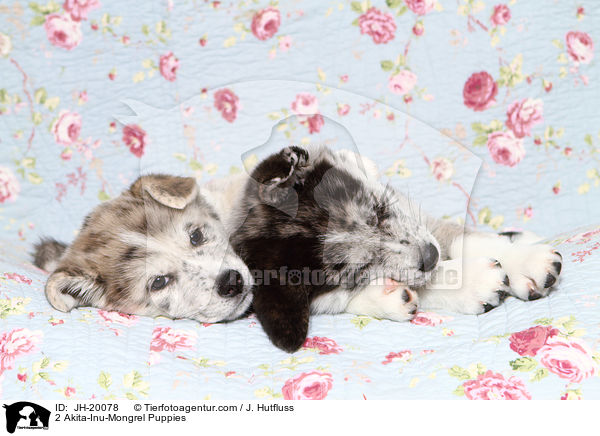 2 Akita-Inu-Mix Welpen / 2 Akita-Inu-Mongrel Puppies / JH-20078