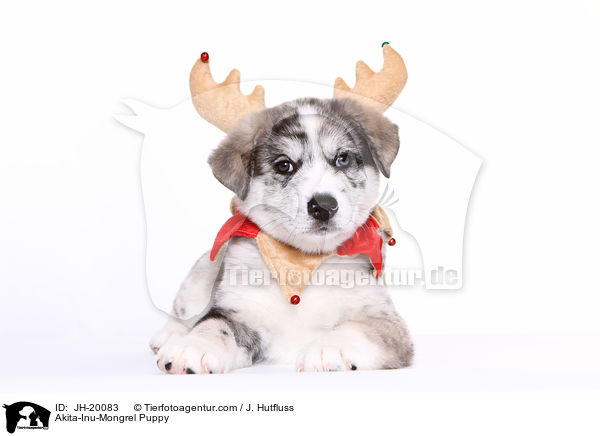 Akita-Inu-Mix Welpe / Akita-Inu-Mongrel Puppy / JH-20083