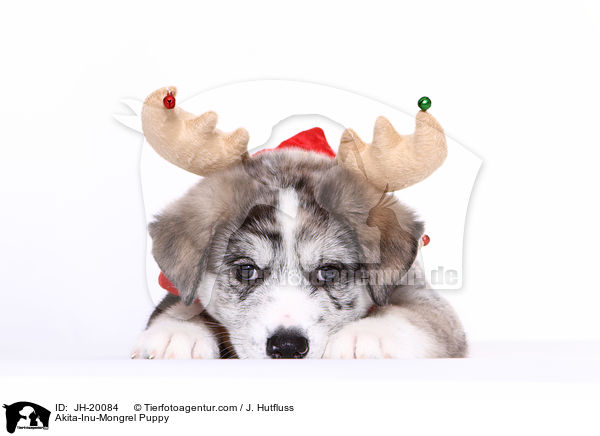 Akita-Inu-Mix Welpe / Akita-Inu-Mongrel Puppy / JH-20084