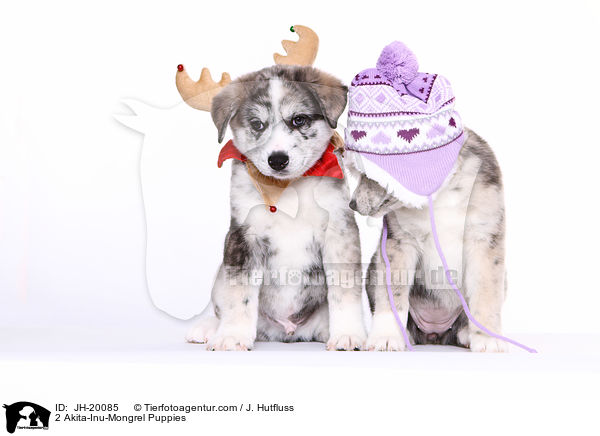 2 Akita-Inu-Mix Welpen / 2 Akita-Inu-Mongrel Puppies / JH-20085