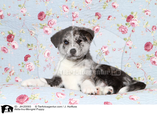 Akita-Inu-Mix Welpe / Akita-Inu-Mongrel Puppy / JH-20093