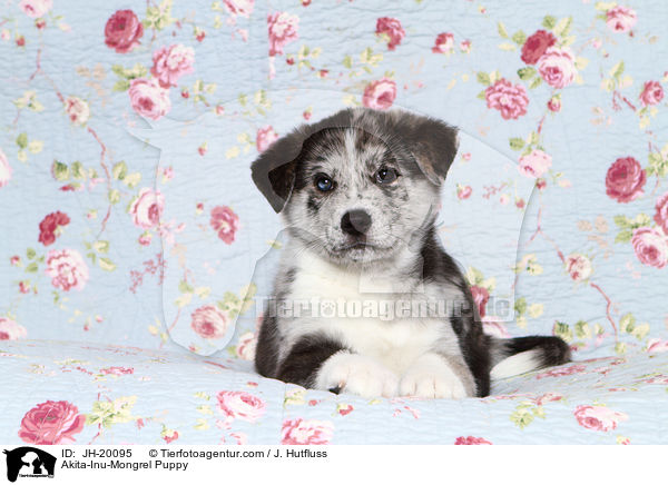 Akita-Inu-Mix Welpe / Akita-Inu-Mongrel Puppy / JH-20095