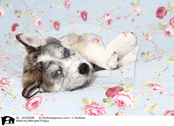 Akita-Inu-Mix Welpe / Akita-Inu-Mongrel Puppy / JH-20096