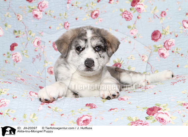 Akita-Inu-Mix Welpe / Akita-Inu-Mongrel Puppy / JH-20097