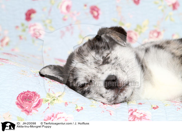 Akita-Inu-Mix Welpe / Akita-Inu-Mongrel Puppy / JH-20098