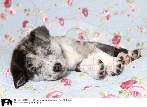 Akita-Inu-Mix Welpe / Akita-Inu-Mongrel Puppy / JH-20100