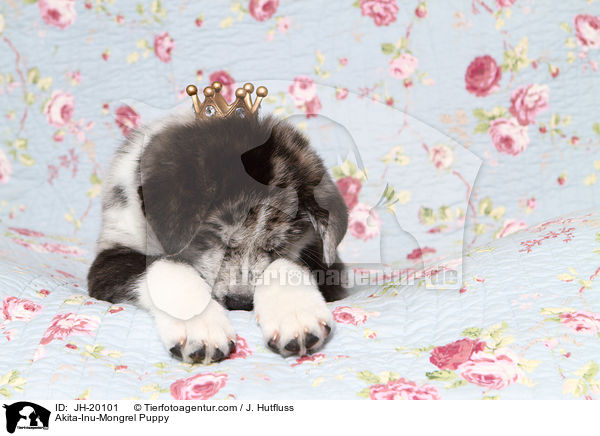 Akita-Inu-Mix Welpe / Akita-Inu-Mongrel Puppy / JH-20101