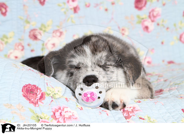 Akita-Inu-Mix Welpe / Akita-Inu-Mongrel Puppy / JH-20105