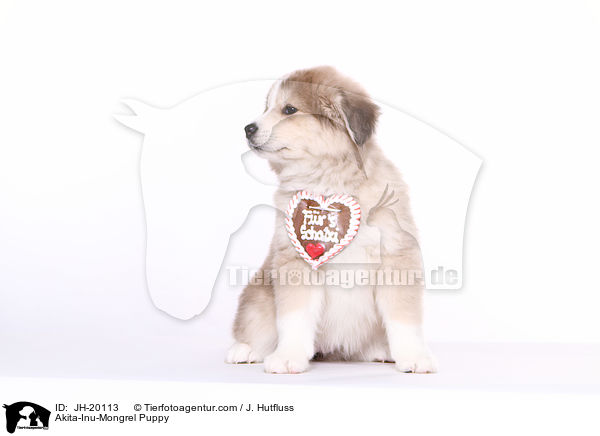 Akita-Inu-Mix Welpe / Akita-Inu-Mongrel Puppy / JH-20113