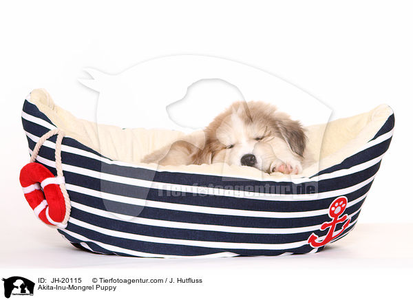 Akita-Inu-Mix Welpe / Akita-Inu-Mongrel Puppy / JH-20115
