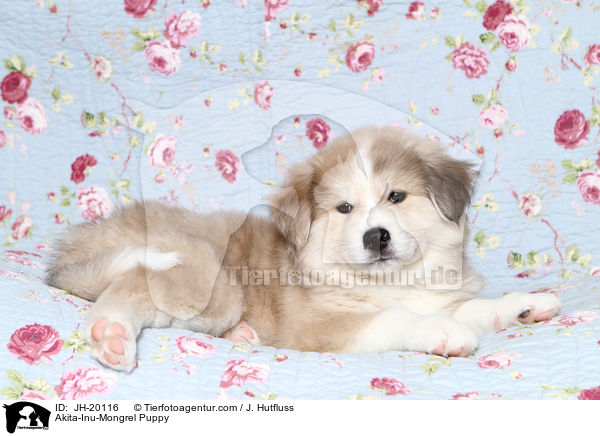 Akita-Inu-Mix Welpe / Akita-Inu-Mongrel Puppy / JH-20116
