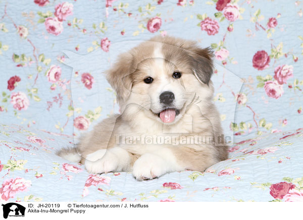 Akita-Inu-Mix Welpe / Akita-Inu-Mongrel Puppy / JH-20119