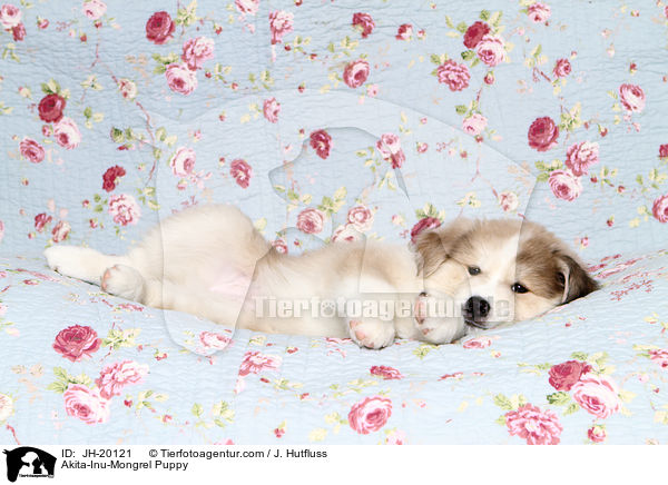 Akita-Inu-Mix Welpe / Akita-Inu-Mongrel Puppy / JH-20121