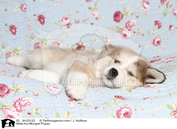 Akita-Inu-Mix Welpe / Akita-Inu-Mongrel Puppy / JH-20122