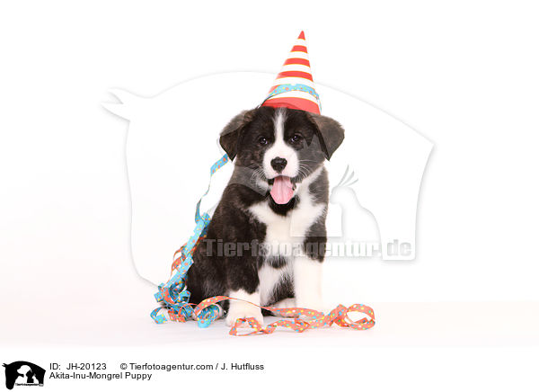 Akita-Inu-Mix Welpe / Akita-Inu-Mongrel Puppy / JH-20123