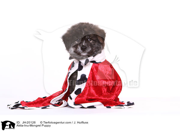 Akita-Inu-Mix Welpe / Akita-Inu-Mongrel Puppy / JH-20126