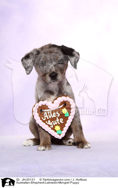 Australian-Shepherd-Labrador-Mix Welpe / Australian-Shepherd-Labrador-Mongrel Puppy / JH-20131