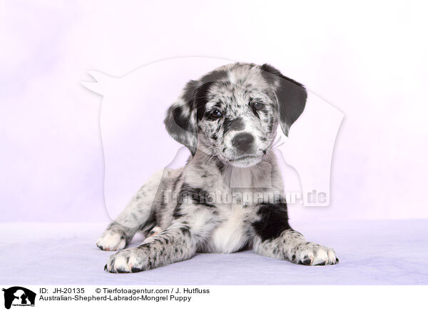 Australian-Shepherd-Labrador-Mix Welpe / Australian-Shepherd-Labrador-Mongrel Puppy / JH-20135