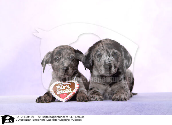 2 Australian-Shepherd-Labrador-Mix Welpen / 2 Australian-Shepherd-Labrador-Mongrel Puppies / JH-20139