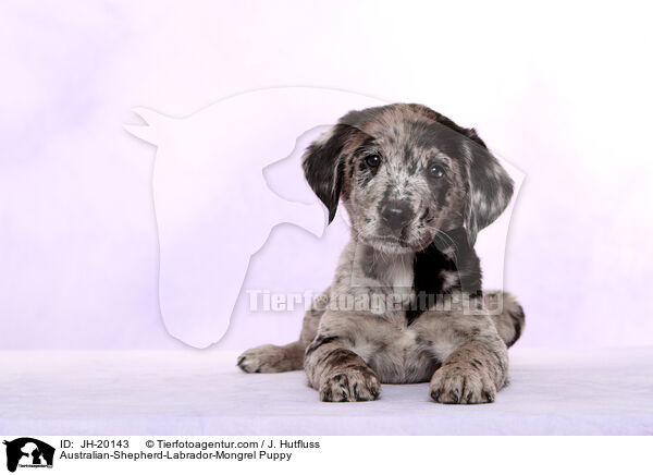 Australian-Shepherd-Labrador-Mix Welpe / Australian-Shepherd-Labrador-Mongrel Puppy / JH-20143