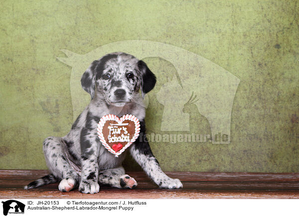 Australian-Shepherd-Labrador-Mix Welpe / Australian-Shepherd-Labrador-Mongrel Puppy / JH-20153