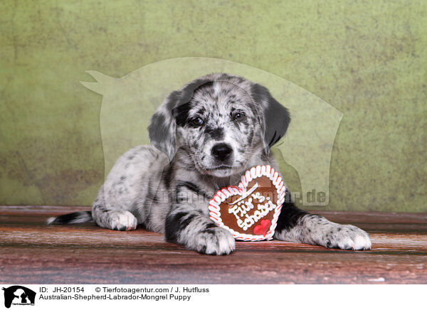 Australian-Shepherd-Labrador-Mix Welpe / Australian-Shepherd-Labrador-Mongrel Puppy / JH-20154