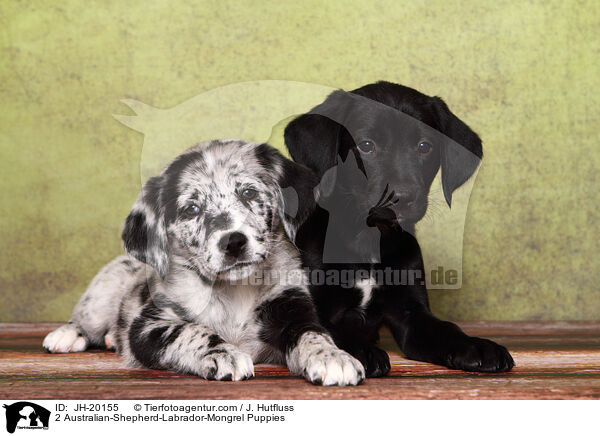 2 Australian-Shepherd-Labrador-Mix Welpen / 2 Australian-Shepherd-Labrador-Mongrel Puppies / JH-20155