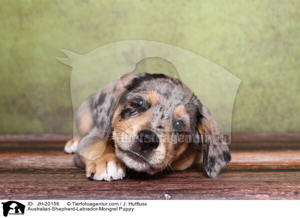 Australian-Shepherd-Labrador-Mix Welpe / Australian-Shepherd-Labrador-Mongrel Puppy / JH-20156