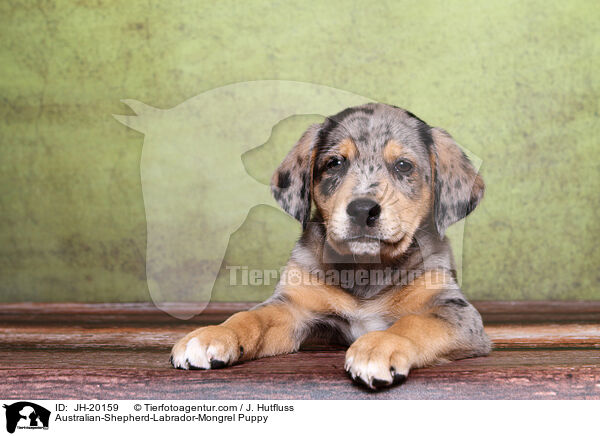 Australian-Shepherd-Labrador-Mix Welpe / Australian-Shepherd-Labrador-Mongrel Puppy / JH-20159