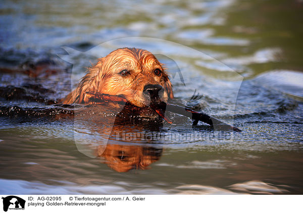 spielender Golden-Retriever-Mix / playing Golden-Retriever-mongrel / AG-02095