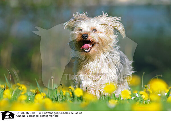 rennender Yorkshire-Terrier-Mix / running Yorkshire-Terrier-Mongrel / AG-02219