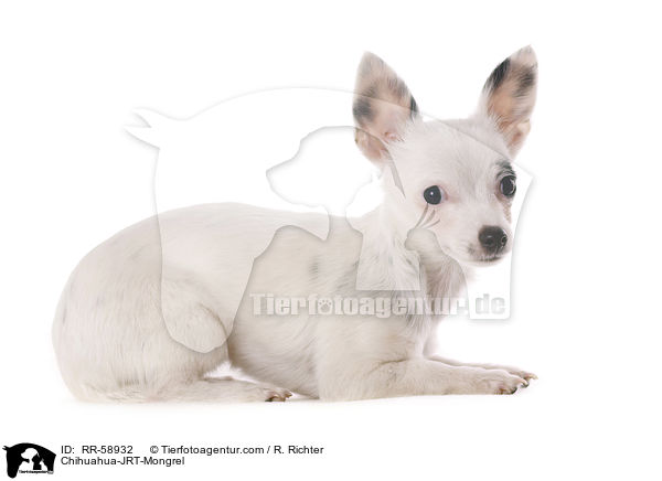 Chihuahua-JRT-Mischling / Chihuahua-JRT-Mongrel / RR-58932