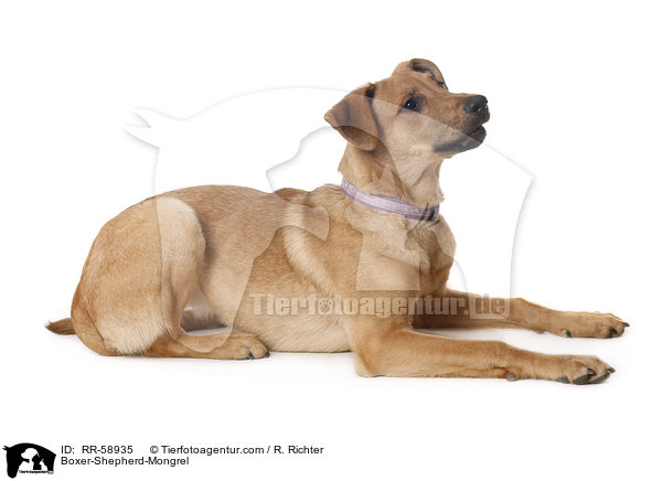 Boxer-Schferhund-Mischling / Boxer-Shepherd-Mongrel / RR-58935