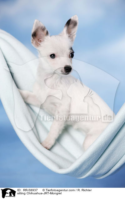 sitzender Chihuahua-JRT-Mischling / sitting Chihuahua-JRT-Mongrel / RR-58937