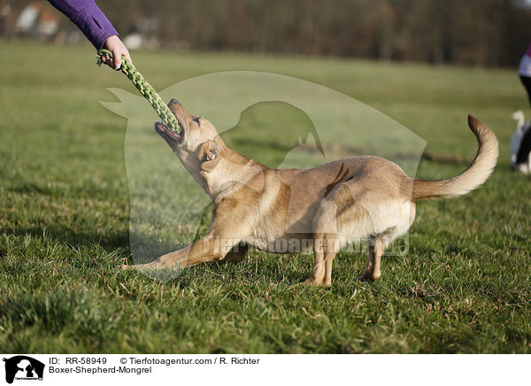 Boxer-Schferhund-Mischling / Boxer-Shepherd-Mongrel / RR-58949