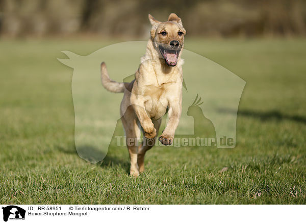 Boxer-Schferhund-Mischling / Boxer-Shepherd-Mongrel / RR-58951