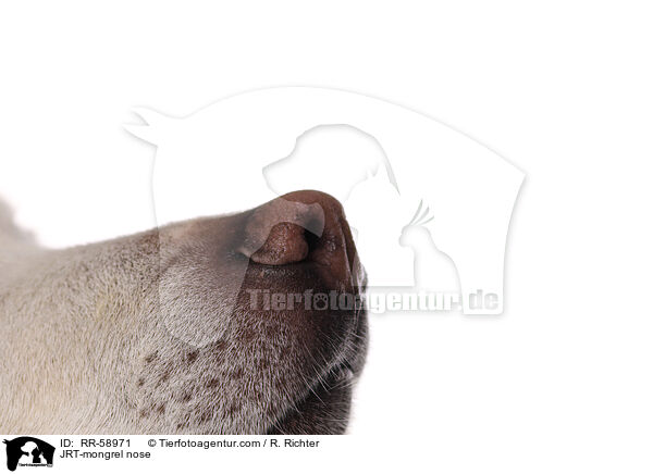 JRT-Mischling Nase / JRT-mongrel nose / RR-58971