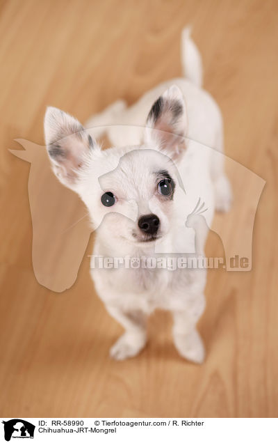 Chihuahua-JRT-Mischling / Chihuahua-JRT-Mongrel / RR-58990