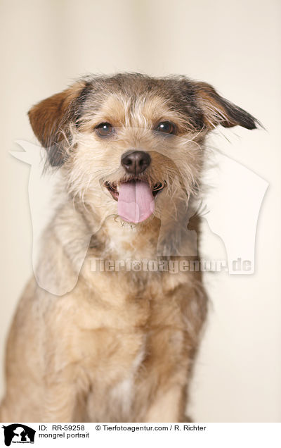 Mischling Portrait / mongrel portrait / RR-59258