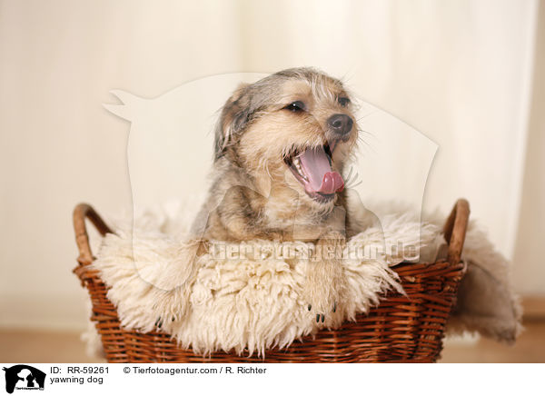 ghnender Hund / yawning dog / RR-59261