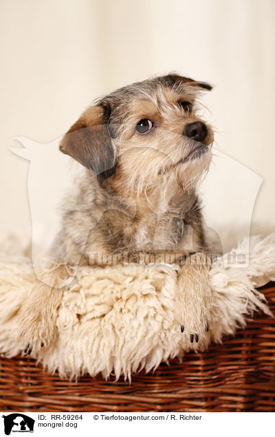 Mischling / mongrel dog / RR-59264