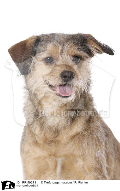 Mischling Portrait / mongrel portrait / RR-59271