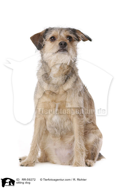 sitzender Hund / sitting dog / RR-59272